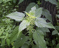 StingingNettle.jpg