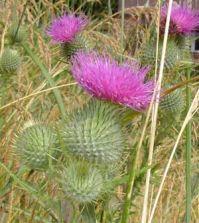 BullThistle.jpg