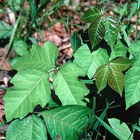 poison_ivy_leaves.jpg